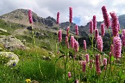 Passi e laghi della conca del Calvi con Monte Reseda il 26 luglio 2018- FOTOGALLERY